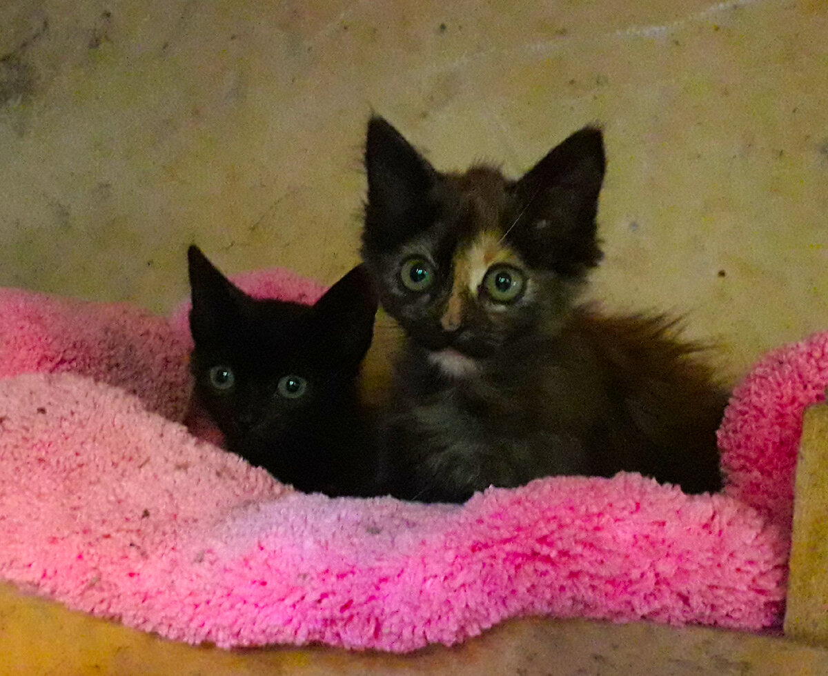 Ночька с Марфушей