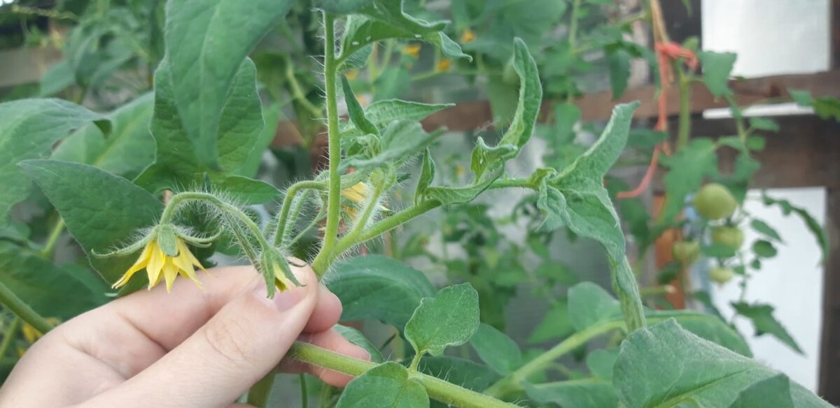 Прищипывание