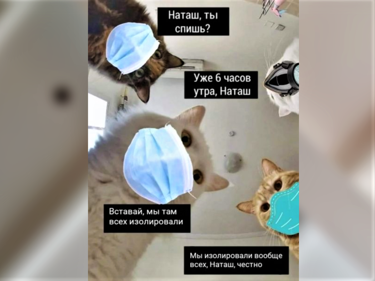 Мем про Наташиных котиков. Фотоколлаж. Источник картинки: vk.com/catism
