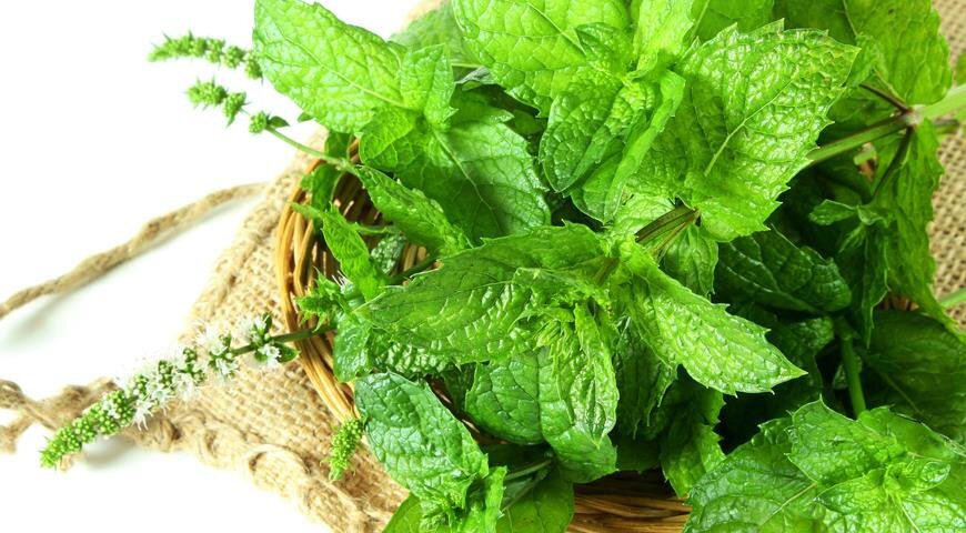 мята перечная, собранная для сушки