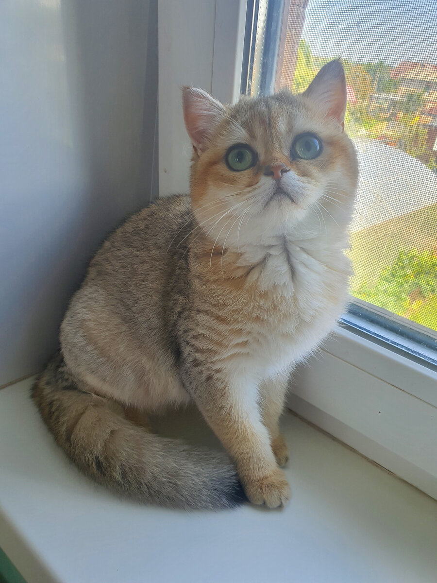 Кошечка из питомника Максельпоинт