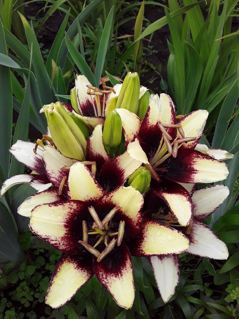 Цветение в сезоне-2020 происходило "шапочкой" - много цветов, плотно расположенных на одном стебле