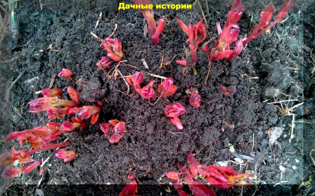 https://vk.com/photo-159774511_457247074