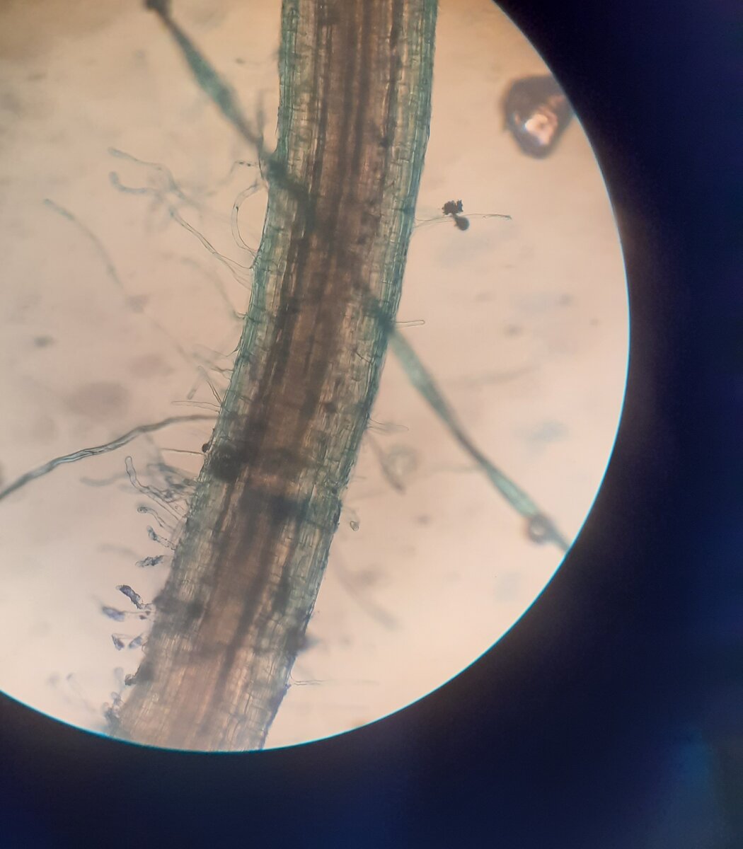 Моя работа. Корень кукурузы под микроскопом