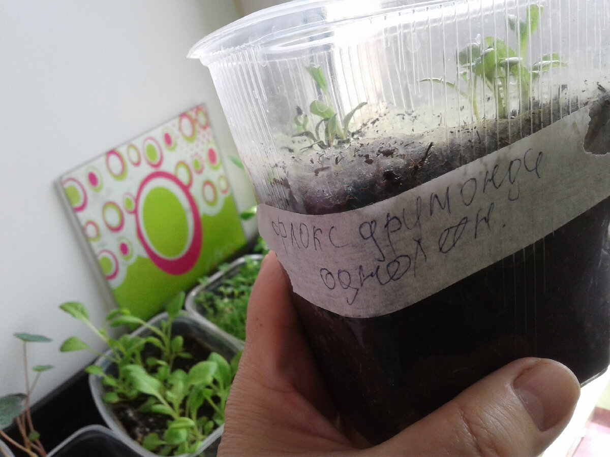 Пока нашла в садовом центре в семенах только такой флокс.