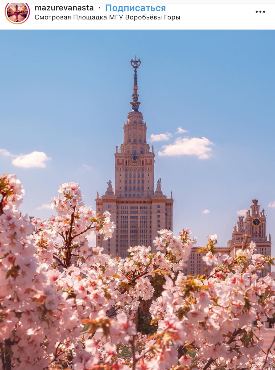 Сакура на аллее рядом с МГУ, фото из интернета