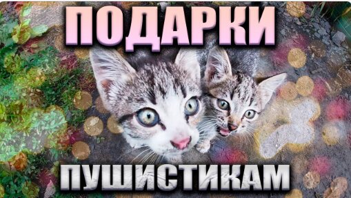 ПОДАРКИ ПУШИСТИКАМ 😻// КАК ПОЖИВАЕТ ИННА // 🚘 ПОЕЗДКА ПО МАГАЗИНАМ