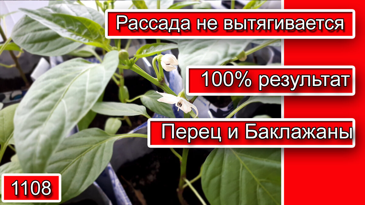 Почему моя РАССАДА перца и баклажан не вытягивается? Полезные советы по выращиванию рассады перца и баклажан