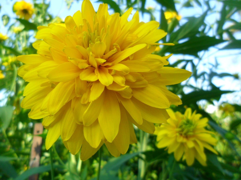 Рудбекии  Золотые шары - многолетнее растение - не требуется сложный уход. Даже без элементарного должного ухода, она сможет прожить достаточно долго. 
Рудбекии предпочитают хорошо освещенную территорию.  Рудбекия нуждается в регулярном и обильном поливе, особенно в периоды жаркого и засушливого лета. Так как корни у нее поверхностные, почва вокруг цветка должна быть влажная. 
Также стоит регулярно удобрять растение. Для этого хорошо подойдут органические и минеральные удобрения. За сезон подкормка производится 4 раза с интервалом в 3 недели. Также стоит регулярно удалять засохшие листья и соцветия. Это больше декоративный уход.
