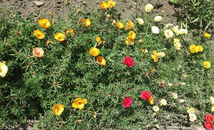 Прошлогодний ковер. Я засаживала портулаком край маленькой клумбы - она у меня 6-метровая. В этом году высажу вдоль большой - 26-метровой))