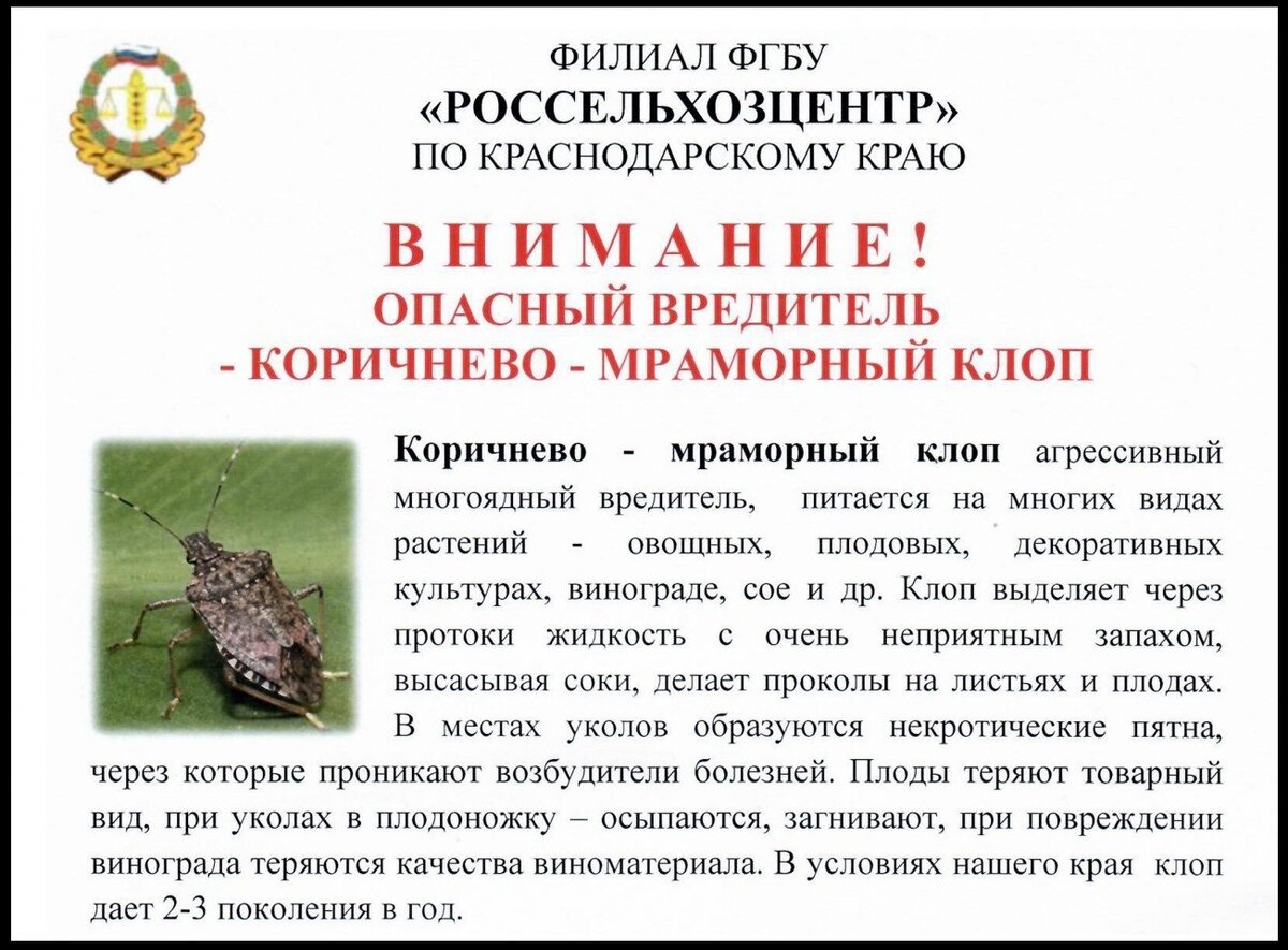 Такого в России ещё не было: вредитель, который скоро станет опаснее  колорадского жука | Вершки и корешки | Дзен