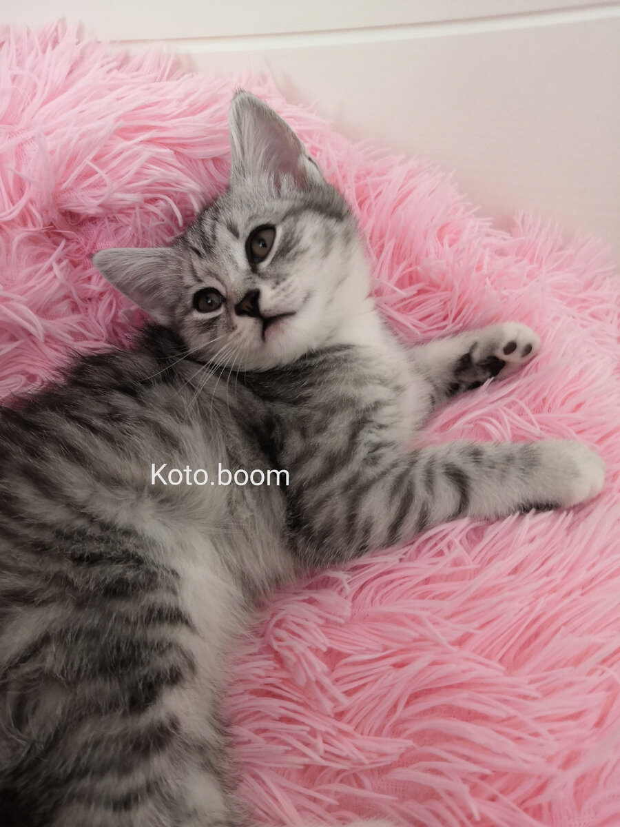 шотландская кошка Ириска