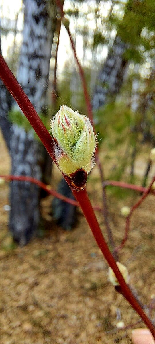 Фото автора. 1 мая 2021 года.