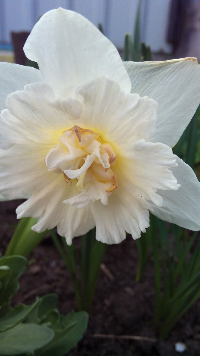 Сорт - белый ангел