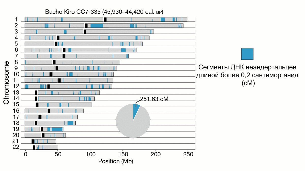 Сегменты ДНК неандертальцев у Homo sapiens (gif анимация)