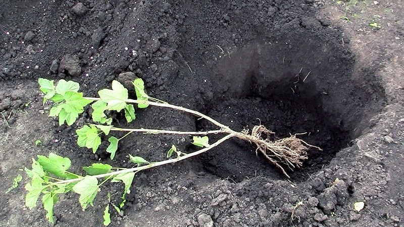 Основные этапы ухода за крыжовником весной после зимы для полученияхорошего урожая.