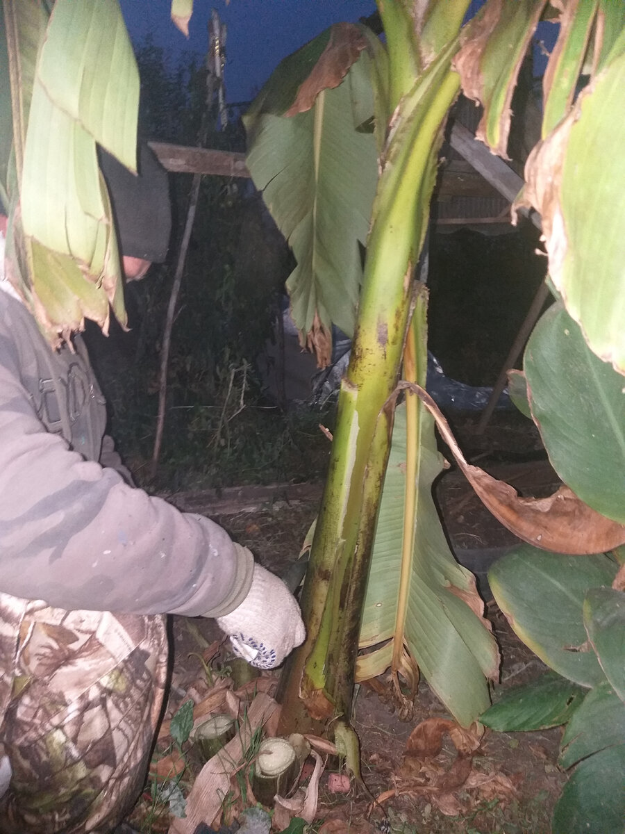 Срезаем основной ствол, на высоте 30 см. 