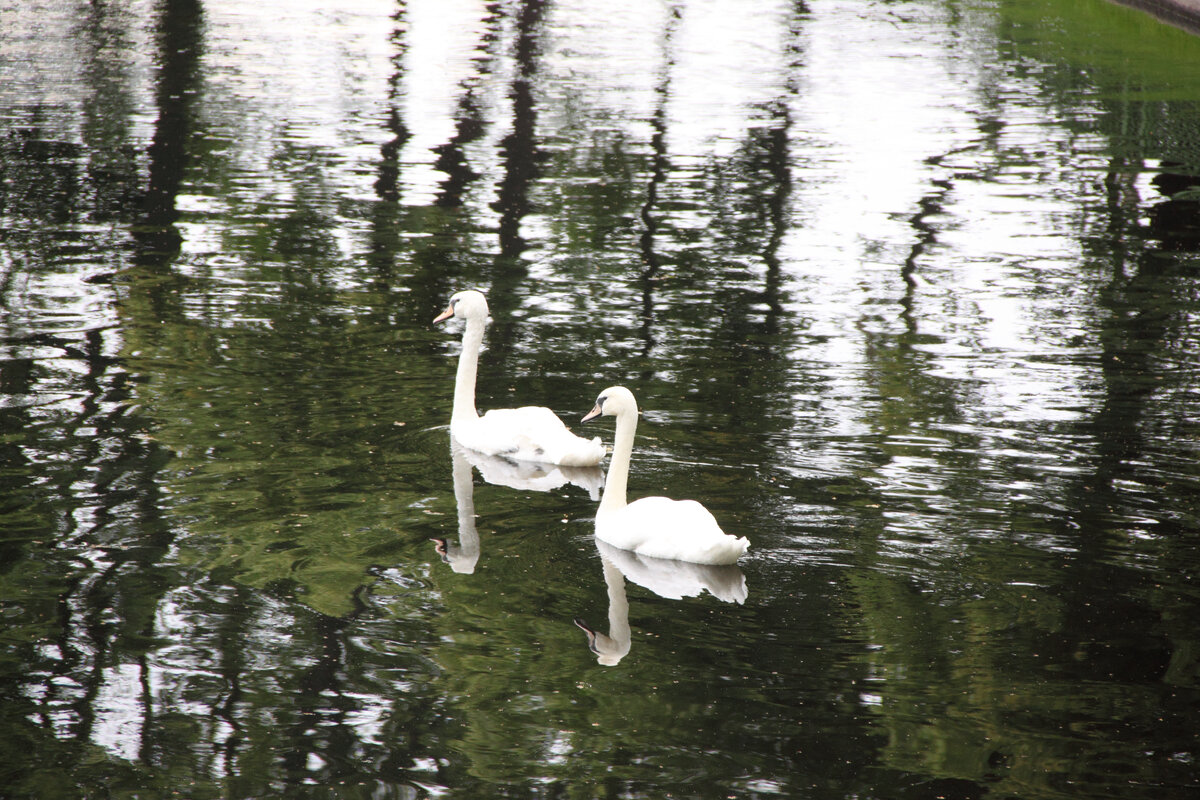 Знаменитые лебеди, плывущие "сквозь века"