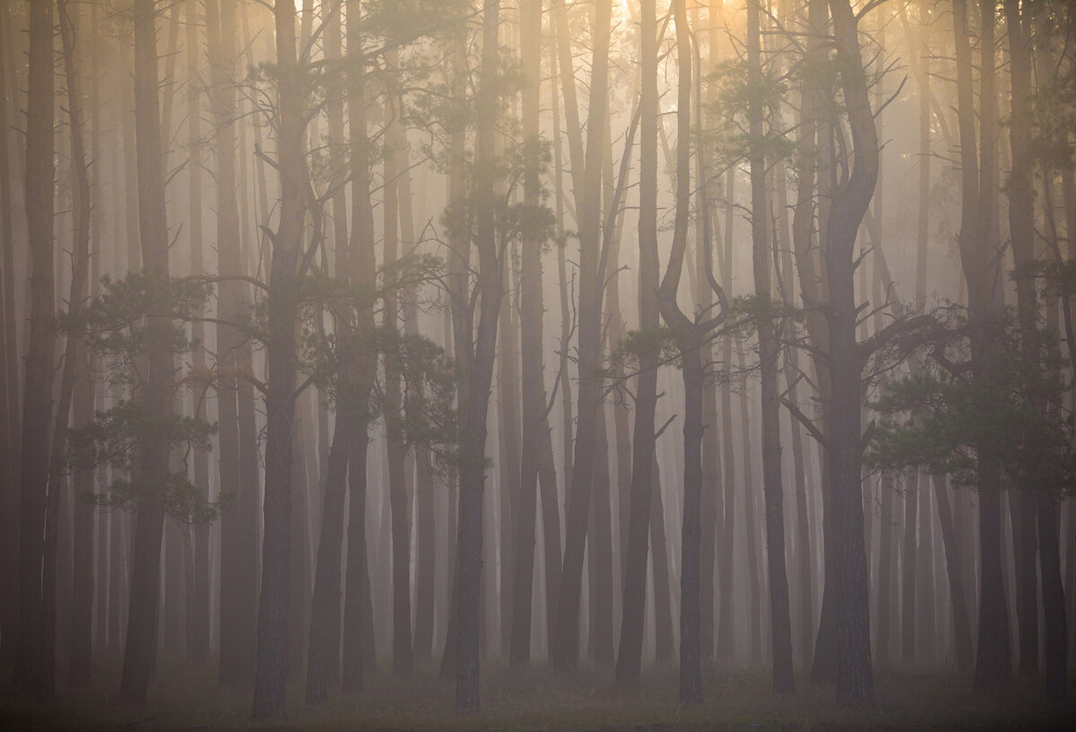 Как не потеряться в лесу, а потерявшись - выжить | Русское географическое  общество | Дзен