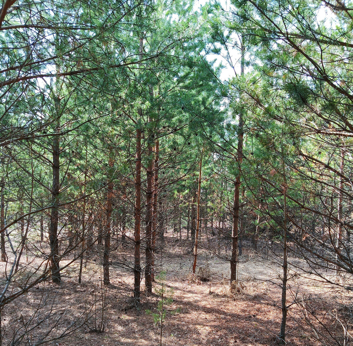 Лес в пригороде. Фото автора