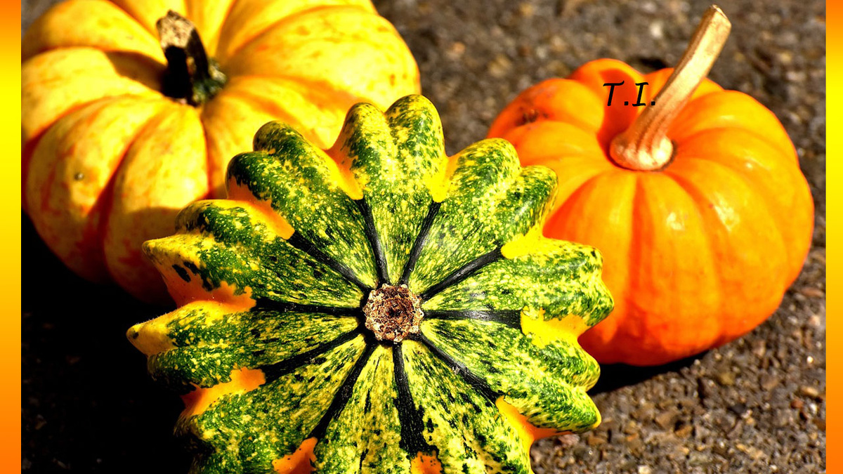 Наши красивые ягоды - тыквы