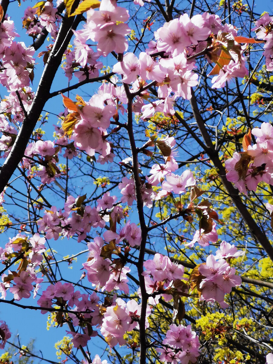 Sakura москва. Бирюлёвский дендропарк Сакура. Бирюлевский дендропарк цветение Сакуры. Сакура в дендропарке. Сакура в дендропарке Бирюлево.