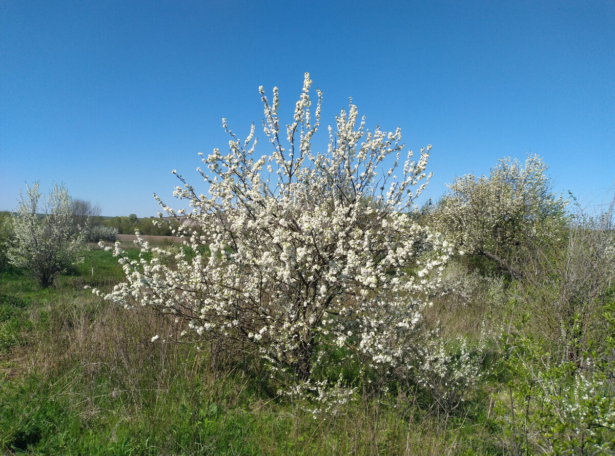 Оказывается, там еще несколько слив