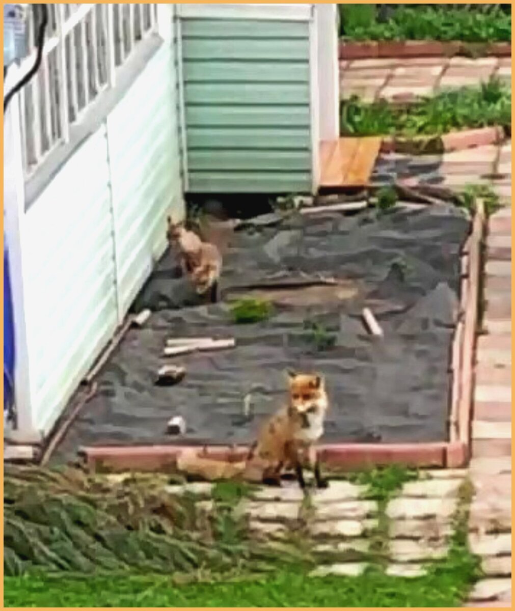 Лисица со своим потомством живет под домом в дачном товариществе. Фото сделано из видео с дальнего расстояния.