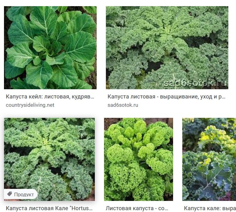 Разновидности капусты фото с названиями по листьям