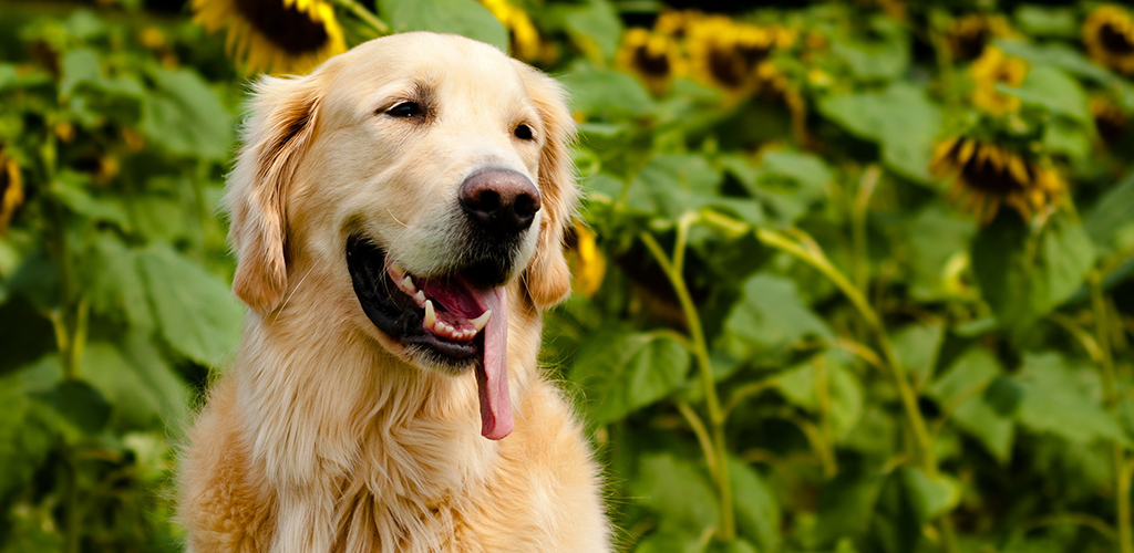 Сильный стресс у собаки, а тем более, если он повторяется неоднократно, может привести к нервному срыву, развитию психических и соматических заболеваний. В зависимости от индивидуальных особенностей питомца, окружающей обстановки и других факторов, стрессовыми ситуациями могут стать даже незначительные, с точки зрения людей, моменты. Это может быть переезд, оставление животного на время отъезда хозяина у других людей, гроза, гул самолета, даже детские звонкие голоса на улице. Сохранить здоровье собаки и смягчить ситуацию помогут успокоительные средства.
