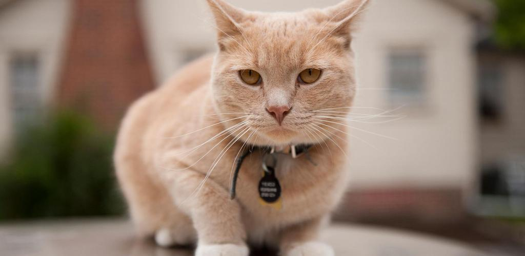 Даже если усатый питомец ни на секунду не покидает пределы дома, риск подхватить инфекцию все равно остается. Бактерии, грибок или вирус может «принести» хозяин на одежде или обуви с улицы, либо погладив постороннее животное. Защитить питомца от опасных заболеваний поможет вакцинация. Среди наиболее распространенных вакцин для кошек почетное место заслуженно занимает серия Нобивак (Nobivac).