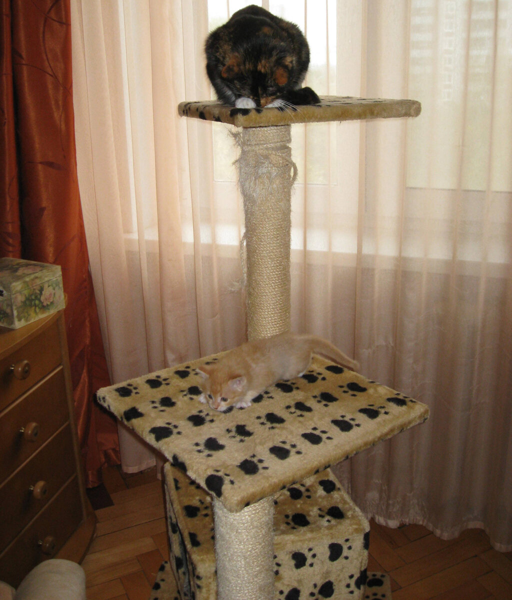 Вася и Бенечка на кошачьем комплексе. Фото автора