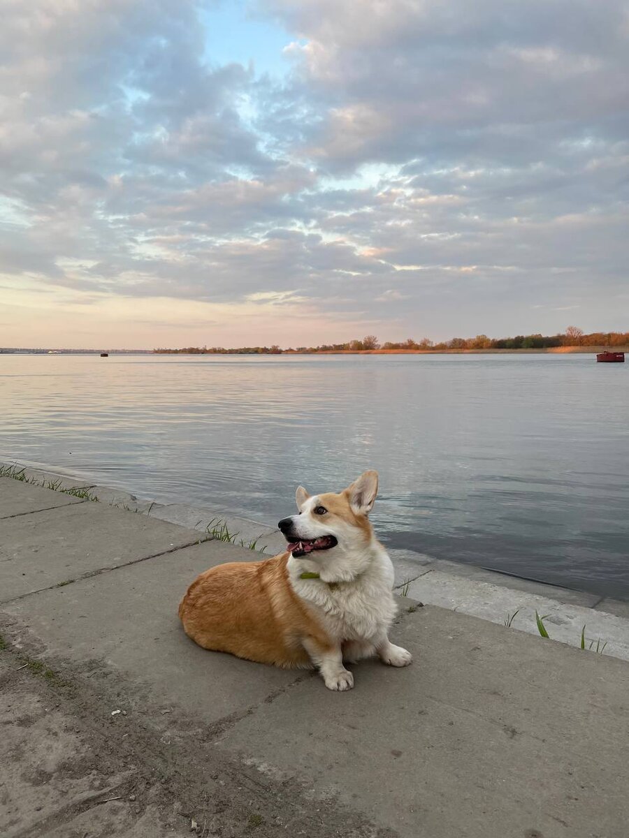 Хантер на фоне заката