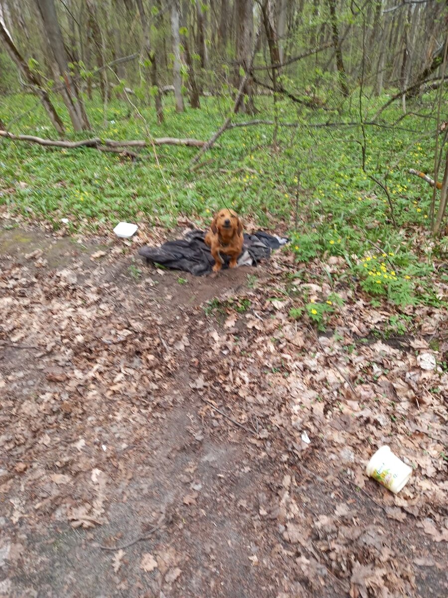 Вот так Боник сидел в лесу 