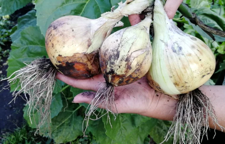 Мой урожай Эксибишена