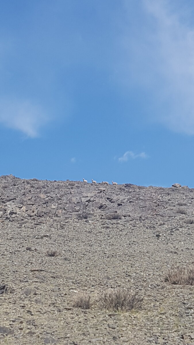 Арха́р или го́рный бара́н, или аргали, аркар, качкар(лат. Ovis ammon) — парнокопытное млекопитающее из семейства полорогих, обитающее в горных районах Средней и Центральной Азии, в том числе и на юге Сибири. Охраняется природоохранными организациями; в настоящее время в международной Красной книге рассматривается как вид, близкий к уязвимому положению (категория NT). Также внесён в Красную книгу Российской Федерации.
