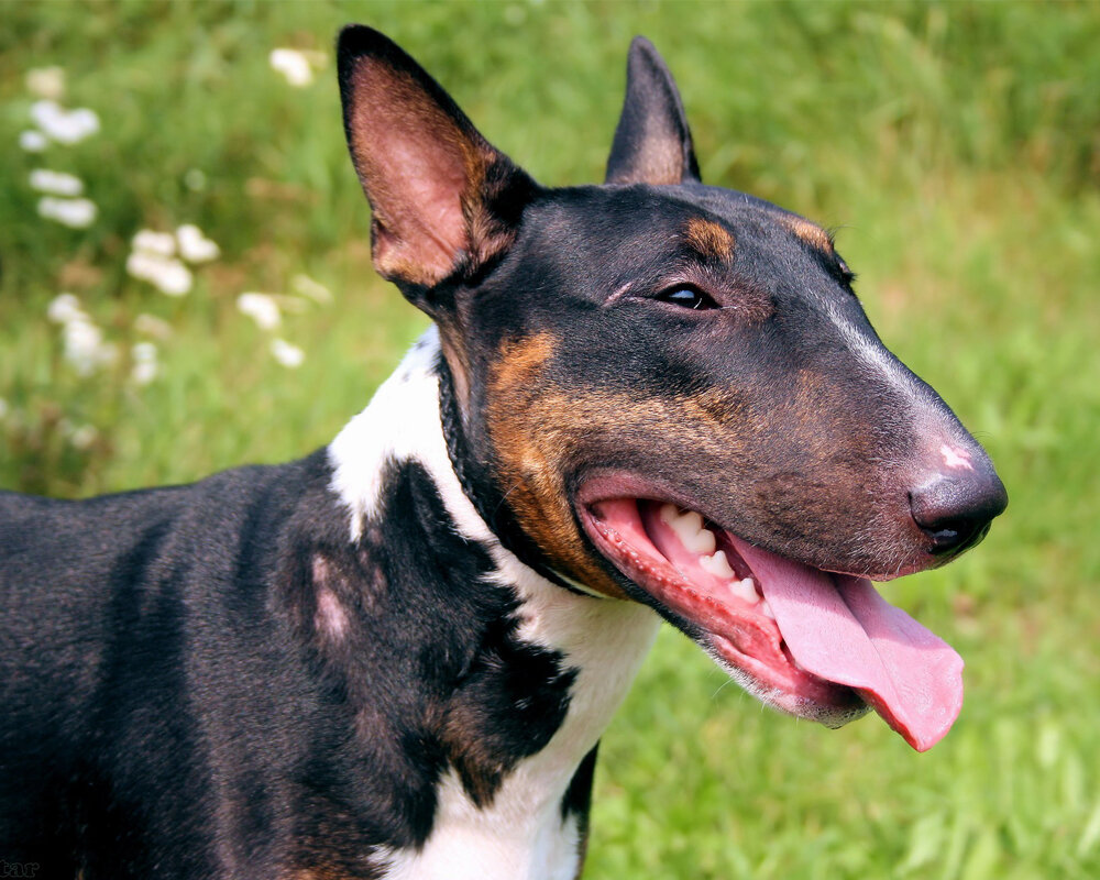 Разве не милашка?!