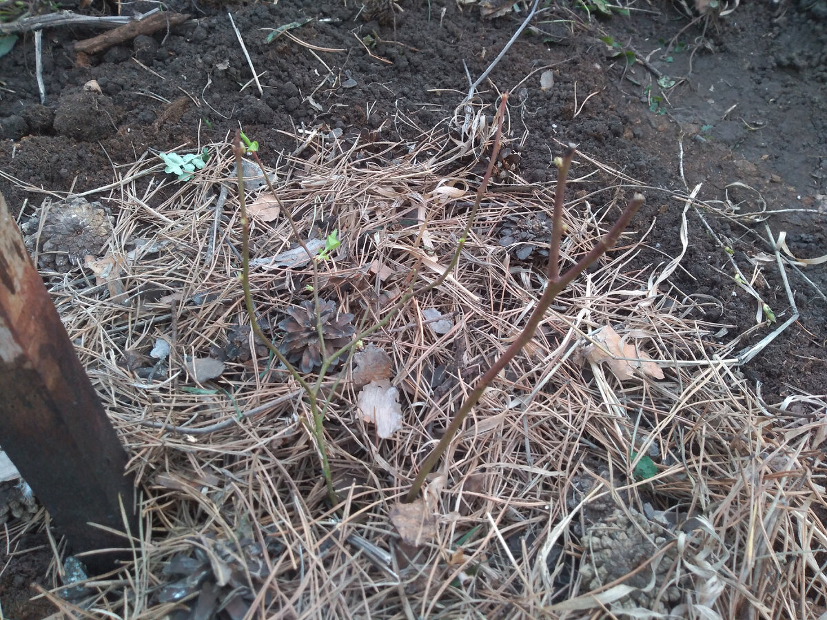 Голубика Блюкроп