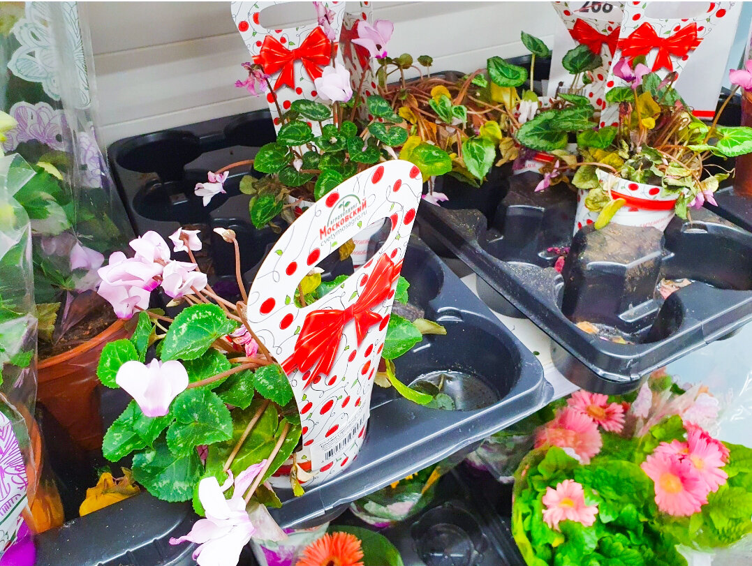 Дешевле цикламенов я не видел