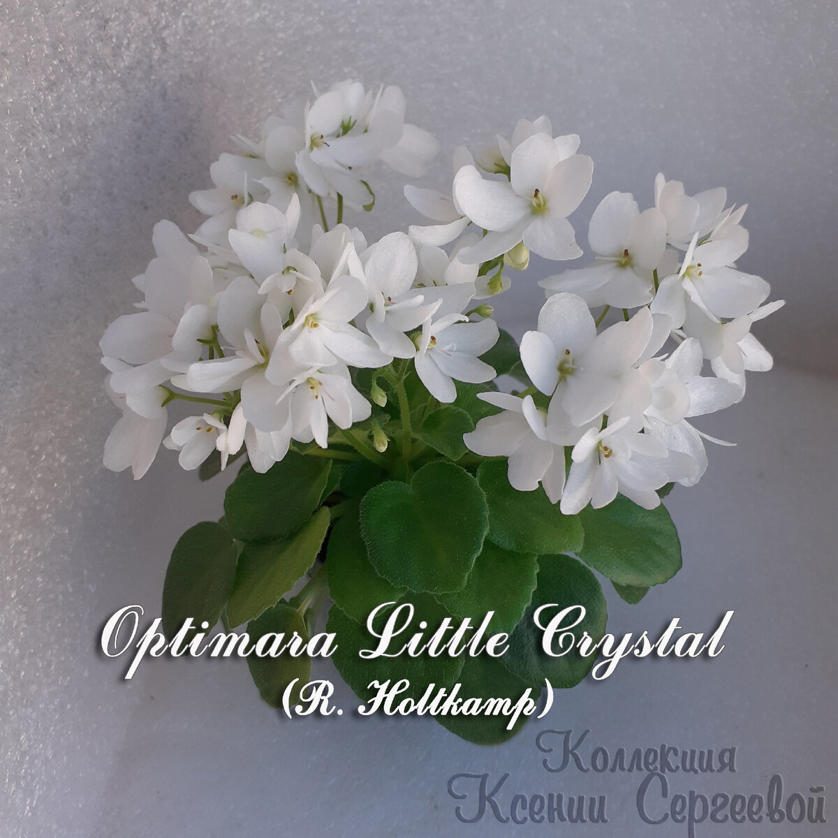 Единственная белоснежная фиалка у меня