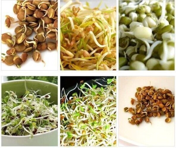 Проростки: их польза и правила выращивания