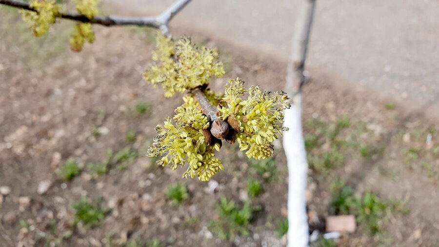  Фото Лужецкой Натальи цветы вяза широколистного 29 апреля 2021 года
 