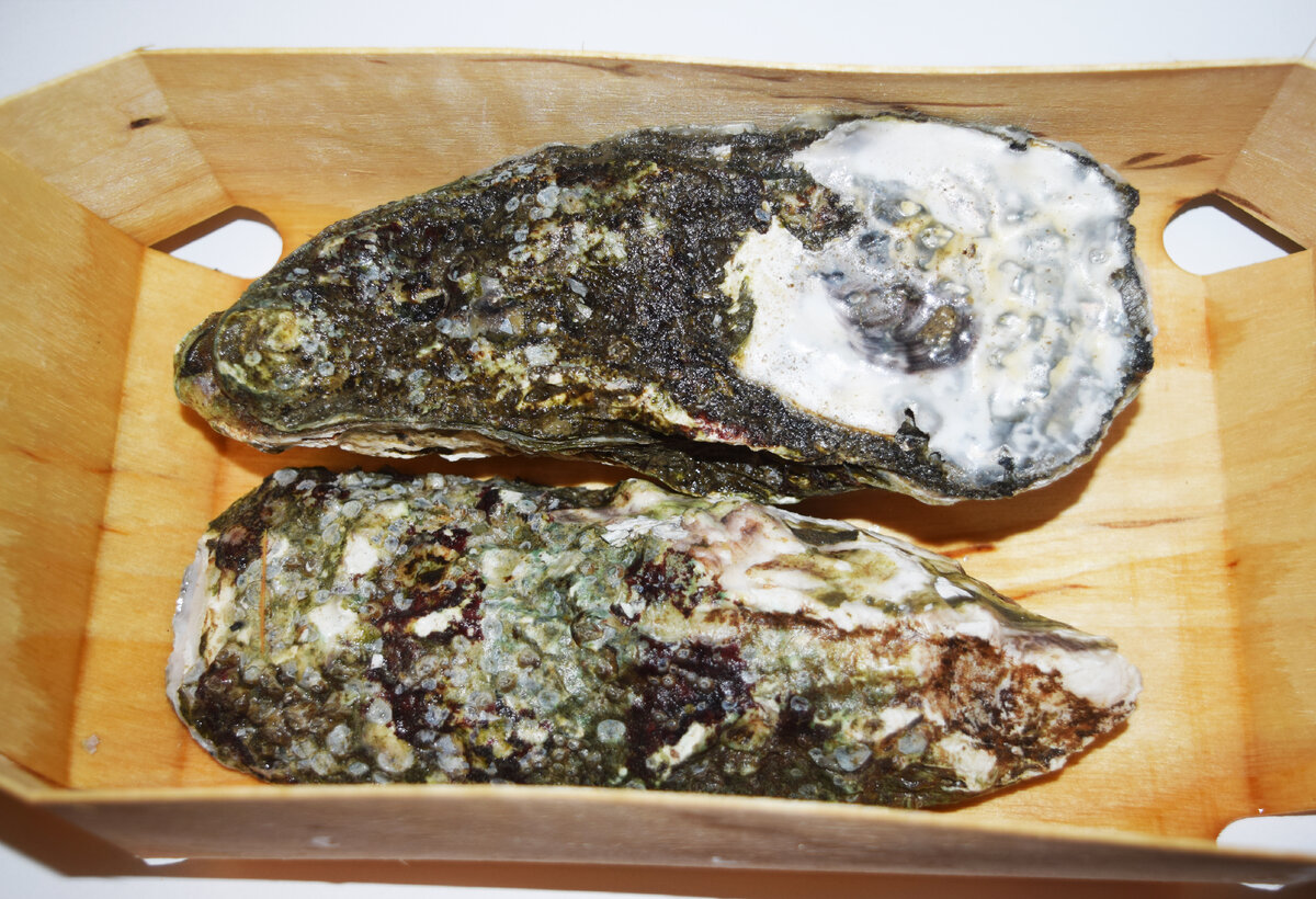 Оборотная сторона