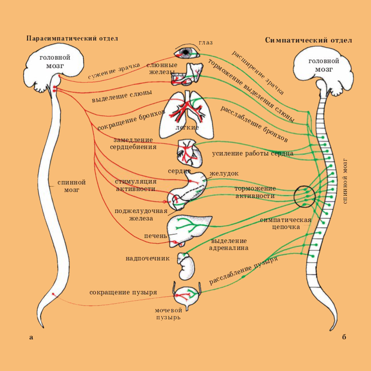 вегетативная нервная система фото