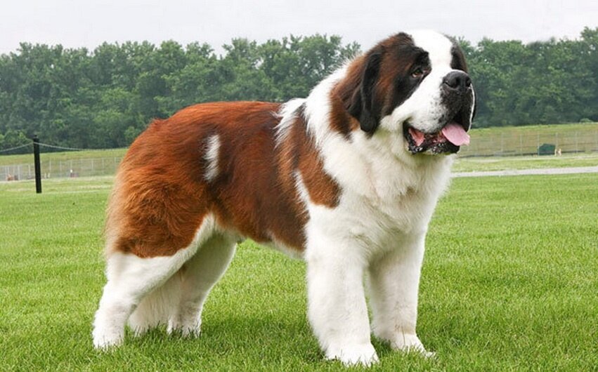 Сенбернар Бенедиктин