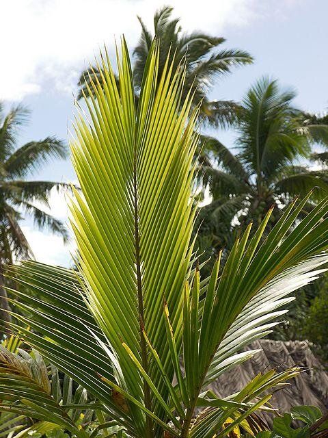 Лист рафии. Фото магазина https://orchidea-shop.ru