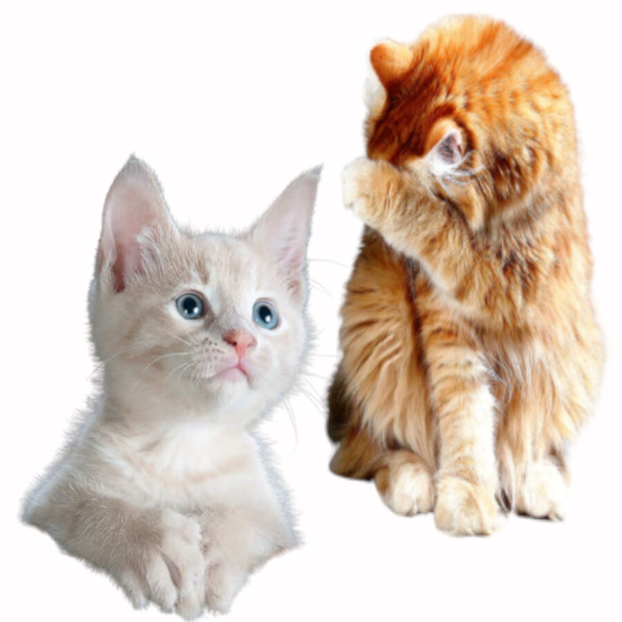 Коты почти как люди, с разными характерами, привычками, способностями