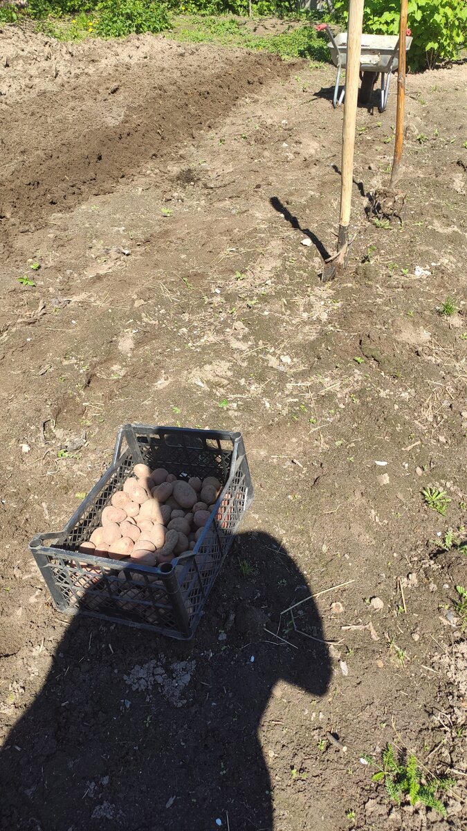 Солнышко, грядки, картошечка.