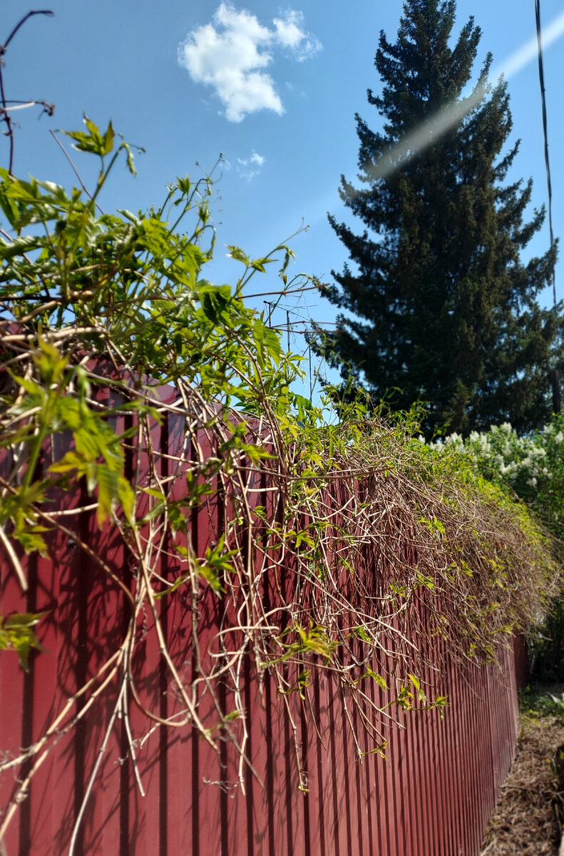 Девичий виноград на заборе из профнастила (фото автора канала)