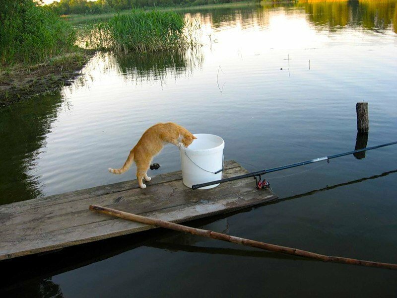 Это другой кот. В свободном доступе живет.